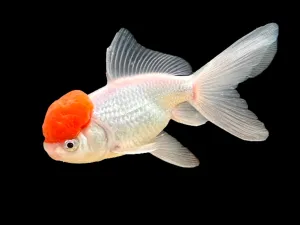 Redcap Oranda Goldfish